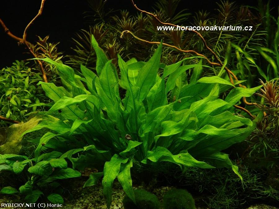 Amazon Sword Plant